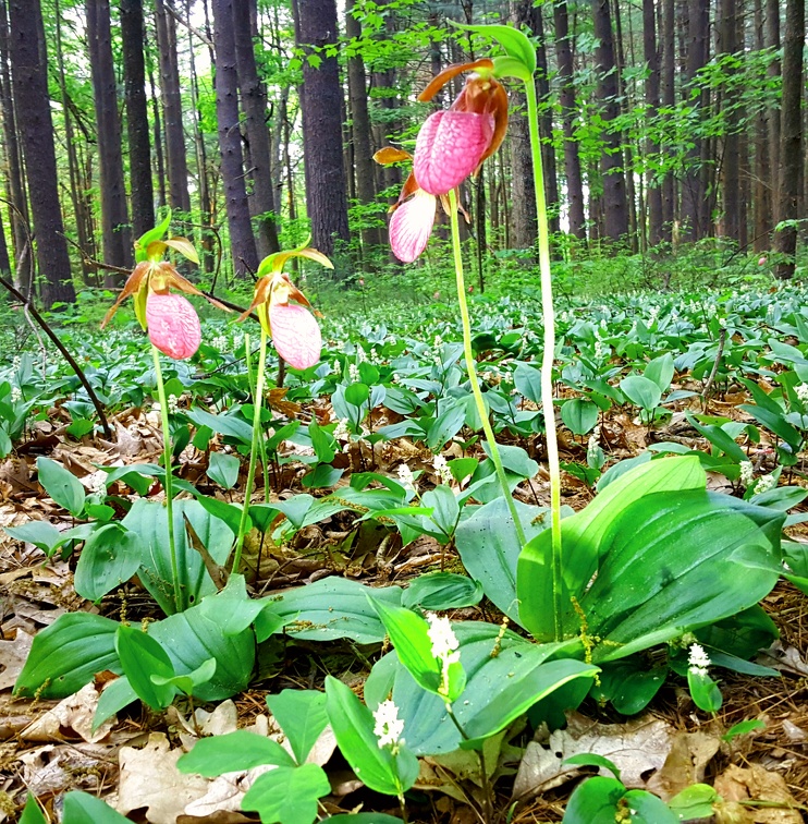 2019-06-01 19.23.25-2