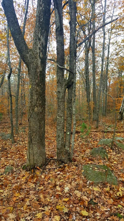 2018-11-04 14.19.28-2