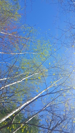 2019-05-11 13.03.31-2