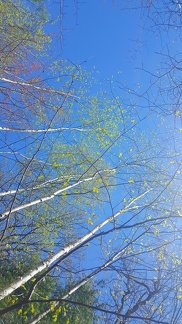 2019-05-11 13.03.31-2