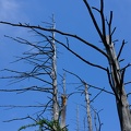 DSCF3419