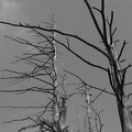 DSCF3420