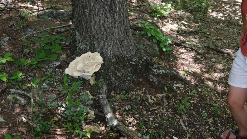 DSCF8635.JPG