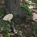 DSCF8635
