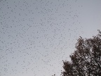 IMG 0460