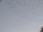 IMG 0461