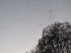IMG 0463