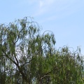 IMG 5584